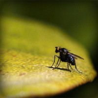 /album/antivarikoz/photolia-a07-jpg/
